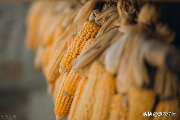 玉米今年行情能涨价吗？2022年8月玉米价格多少钱一斤