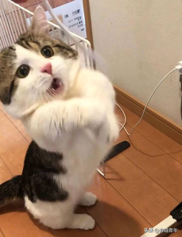 我家猫腿特别长，这只猫的腿好短，3cm，不能再多了