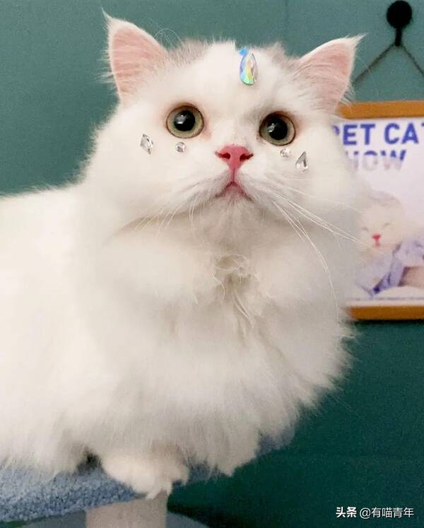 我家猫腿特别长，这只猫的腿好短，3cm，不能再多了