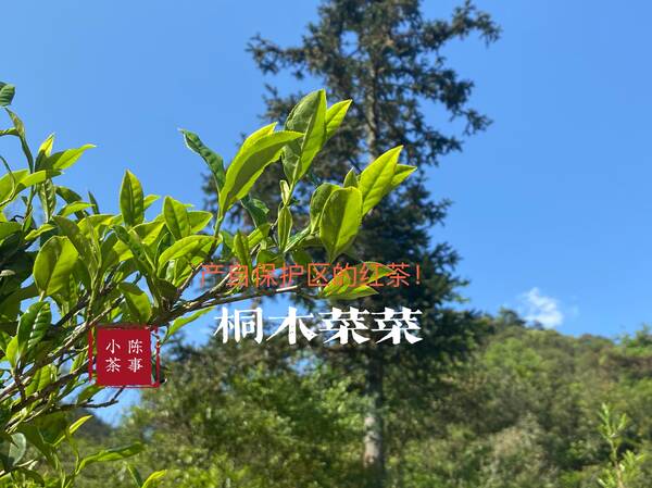 100块一两的红茶怎么样？100元、1000元、10000元，都是红茶，它们价格差在了哪里？