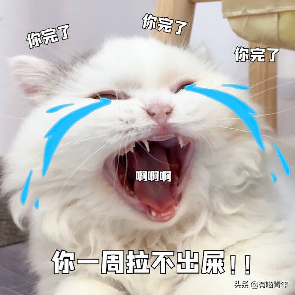 我家猫腿特别长，这只猫的腿好短，3cm，不能再多了