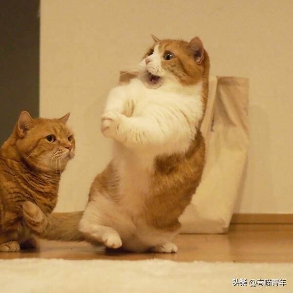 我家猫腿特别长，这只猫的腿好短，3cm，不能再多了