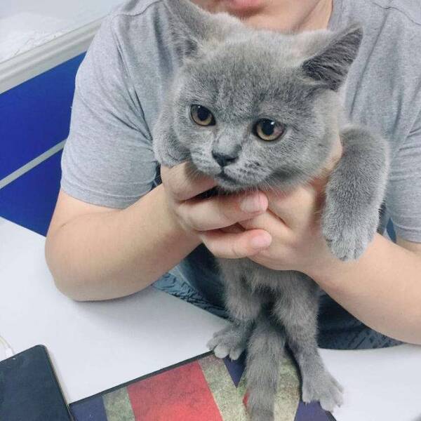 为什么有的人会弃养蓝猫？蓝猫“弃养率”高的原因，离不开这几点，太现实了