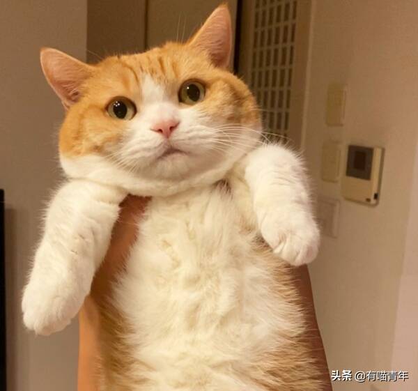 我家猫腿特别长，这只猫的腿好短，3cm，不能再多了