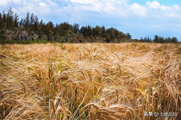 今日小麦收购价一斤多少钱，2022年小麦今日价格多少钱一市斤？