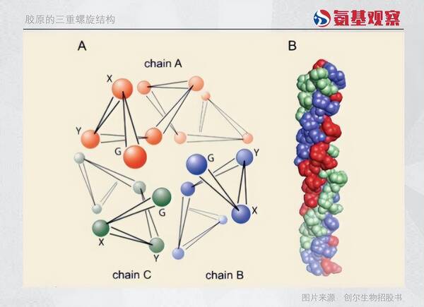 胶原蛋白针，玻尿酸是胶原蛋白的多少倍