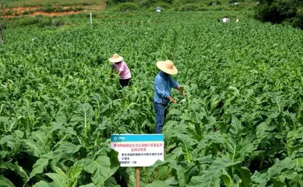 茅台红酒，茅台酒厂收购高粱多少钱一斤