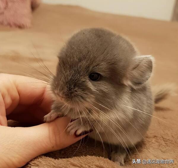 龙猫寿命一般多少年，龙猫的寿命是多长