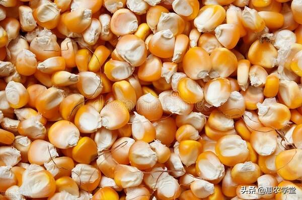 今日玉米价格最新行情走势，现在玉米价格多少钱一斤？2022全国玉米价格走势预测
