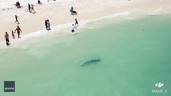 澳大利亚河里为什么有鲨鱼？澳大利亚一条鲨鱼出现在海边水中游客被吓得跑上岸
