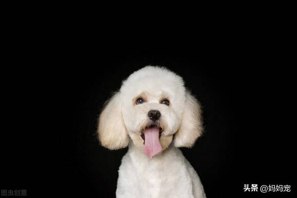 比熊犬的价格是多少钱一只，白色泰迪犬多少钱一只,白色泰迪犬价格