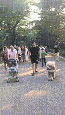 狗头金比金子贵吗？这几种狗，比“金子”还贵，打工人不建议碰