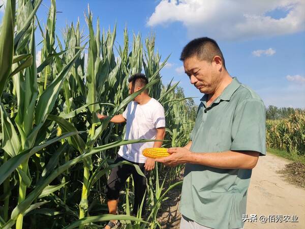 中国化肥网今日尿素日报，化肥网今日尿素价格日报