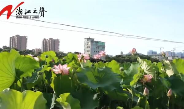 北京有新鲜莲子吗？【远销上海北京等地新鲜莲子上市卖出好价钱】