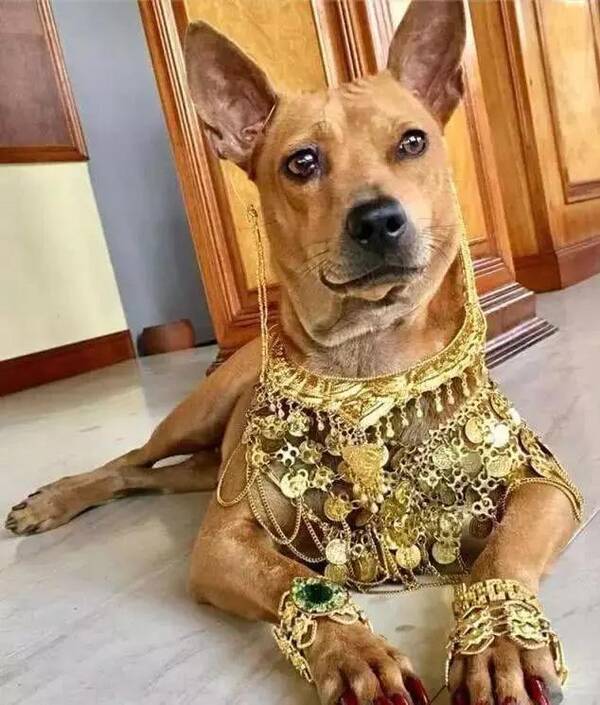狗头金比金子贵吗？这几种狗，比“金子”还贵，打工人不建议碰
