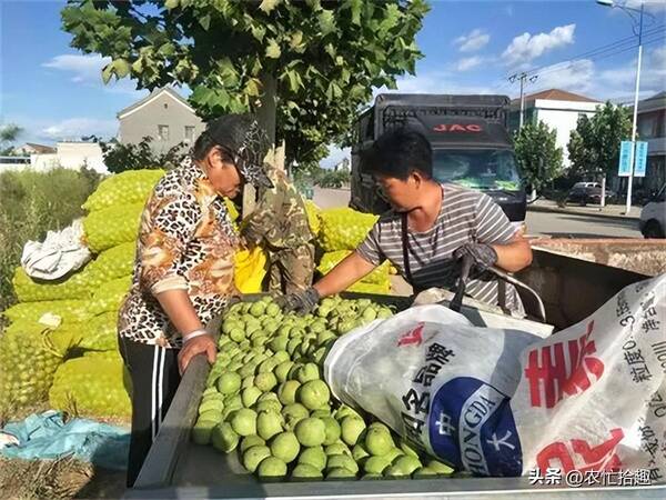 果园丰收,果农一共采摘了72筐苹果,已经运走了30筐，10年前一斤13元，还供不应求，如今低至7毛，不少果农放弃采摘