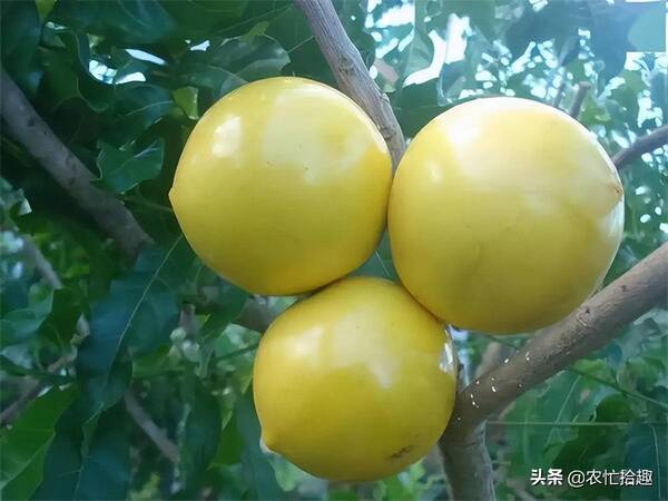 今年果农又惨了，一个能卖12元，种下一年就挂果，很多果农投入，却有人看衰