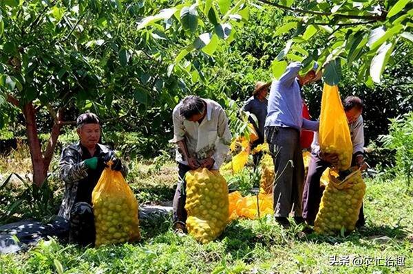 果园丰收,果农一共采摘了72筐苹果,已经运走了30筐，10年前一斤13元，还供不应求，如今低至7毛，不少果农放弃采摘