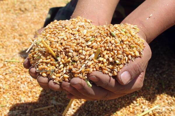 小麦价格还会涨吗？小麦玉米价格上涨所产生的影响