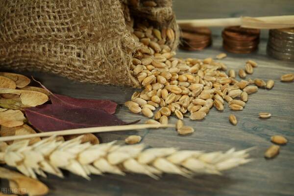 小麦价格还会涨吗？小麦玉米价格上涨所产生的影响