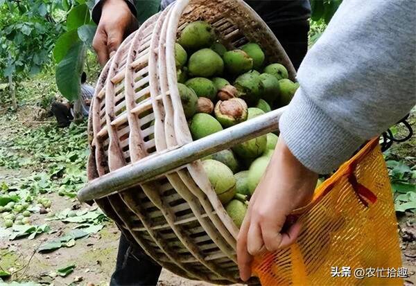 果园丰收,果农一共采摘了72筐苹果,已经运走了30筐，10年前一斤13元，还供不应求，如今低至7毛，不少果农放弃采摘