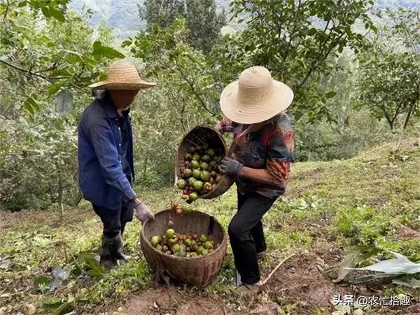 果园丰收,果农一共采摘了72筐苹果,已经运走了30筐，10年前一斤13元，还供不应求，如今低至7毛，不少果农放弃采摘