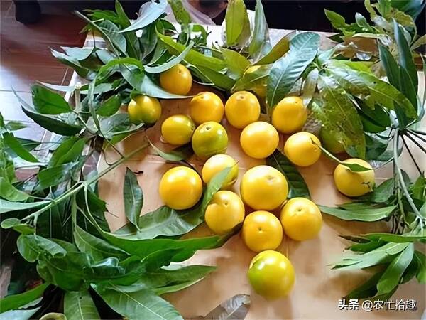 今年果农又惨了，一个能卖12元，种下一年就挂果，很多果农投入，却有人看衰