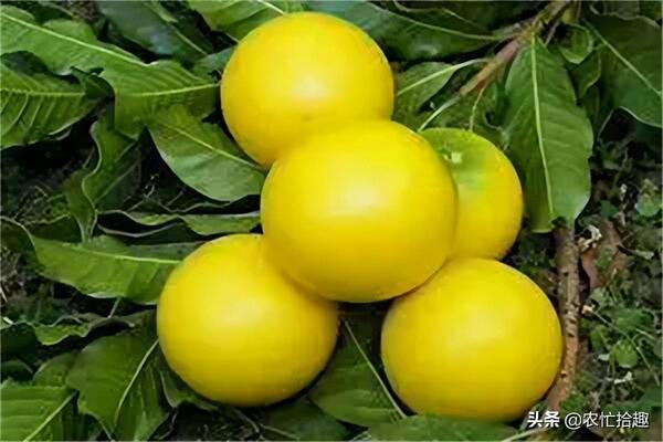 今年果农又惨了，一个能卖12元，种下一年就挂果，很多果农投入，却有人看衰