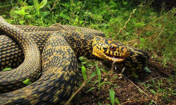 生蛇，2022年云南破获的野生动物案