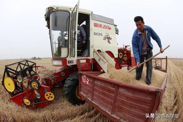 今年水稻保护价是多少，2022年小麦保护价是多少钱一斤