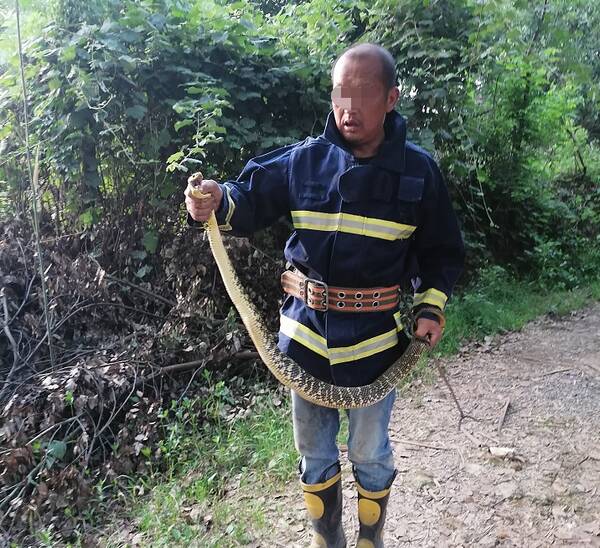 生蛇，2022年云南破获的野生动物案