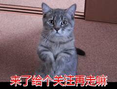 性价比高的猫罐头，便宜且好养的猫