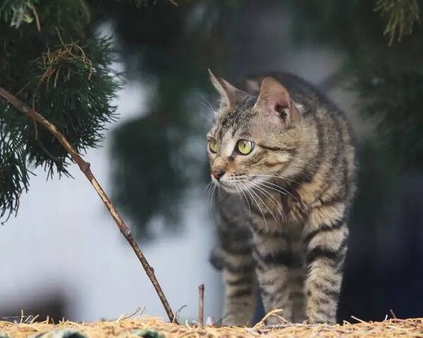 性价比高的猫罐头，便宜且好养的猫