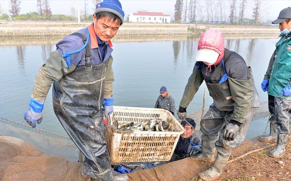 鱼价暴涨原因是，跌价潮？鱼价“跌惨”，猪价、蛋价涨跌拉锯，麦价寻底！咋了