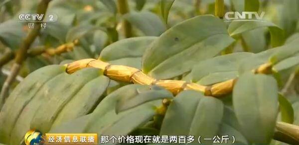 金石斛花，黄金石斛一年四季会开花吗？