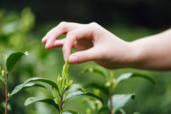 安吉白茶多少钱一斤，生态白茶多少一盒