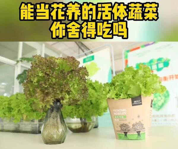 4亩大棚一年能挣多少钱，大棚蔬菜一亩能产多少斤