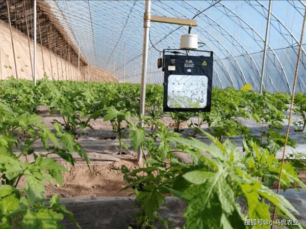 4亩大棚一年能挣多少钱，大棚蔬菜一亩能产多少斤