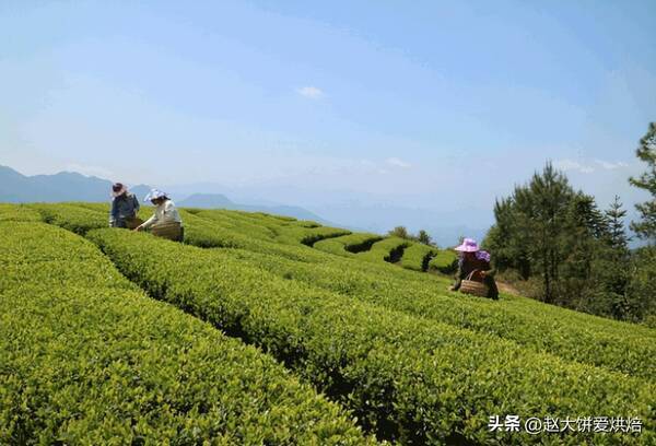 是中国最受欢迎的茶之一，中国3大“不起眼茶”，因便宜无人问津，实则个个味道绝佳