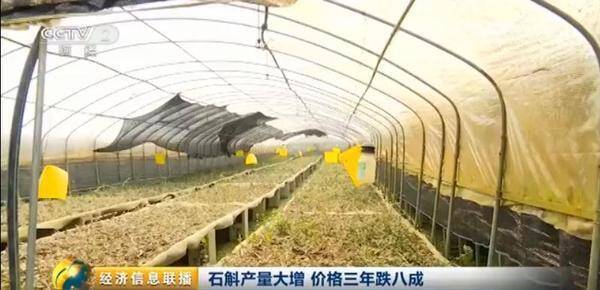 金石斛花，黄金石斛一年四季会开花吗？