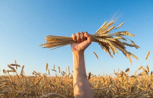 今天的全国小麦价格是涨是跌，一片绿！小麦“跌惨”，上涨遥遥无期？8月22日小麦价格
