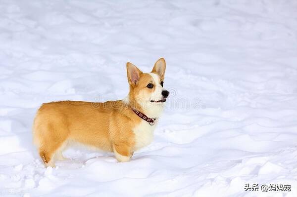 赛级柯基犬多少钱一只，柯基价格多少钱一只幼犬