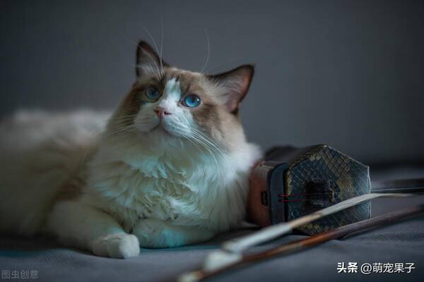 宠物猫多少钱一只，广州布偶猫价格多少钱一只