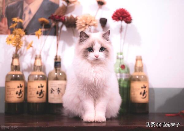 宠物猫多少钱一只，广州布偶猫价格多少钱一只