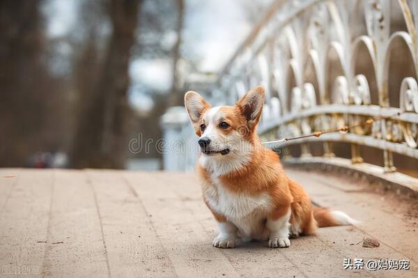 賽級柯基犬多少錢一隻,柯基價格多少錢一隻幼犬