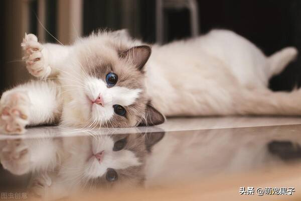 仙女布偶猫多少钱一只，布偶猫多少钱一只