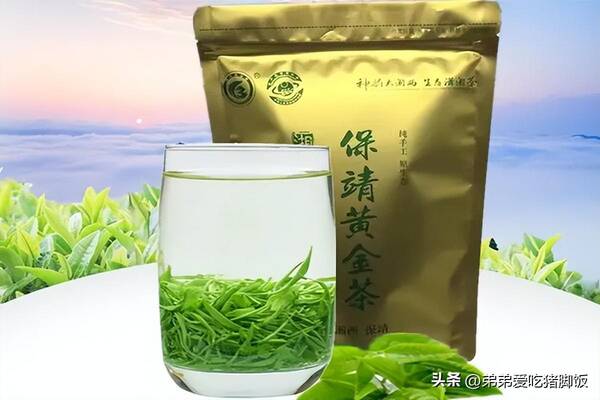 保靖黄金茶是什么茶？正宗保靖黄金茶