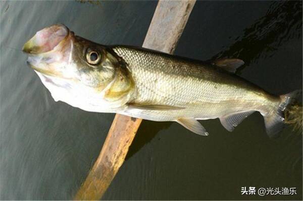 邓刚盘水库视频钓翘嘴，邓大师宁波钓翘嘴鱼视频