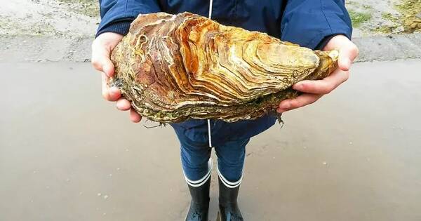 剥好的生蚝能买吗？中国按盘吃的生蚝，为啥到法国论个卖，还70元一个连壳也回收？