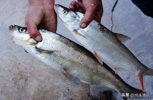 邓刚盘水库视频钓翘嘴，邓大师宁波钓翘嘴鱼视频